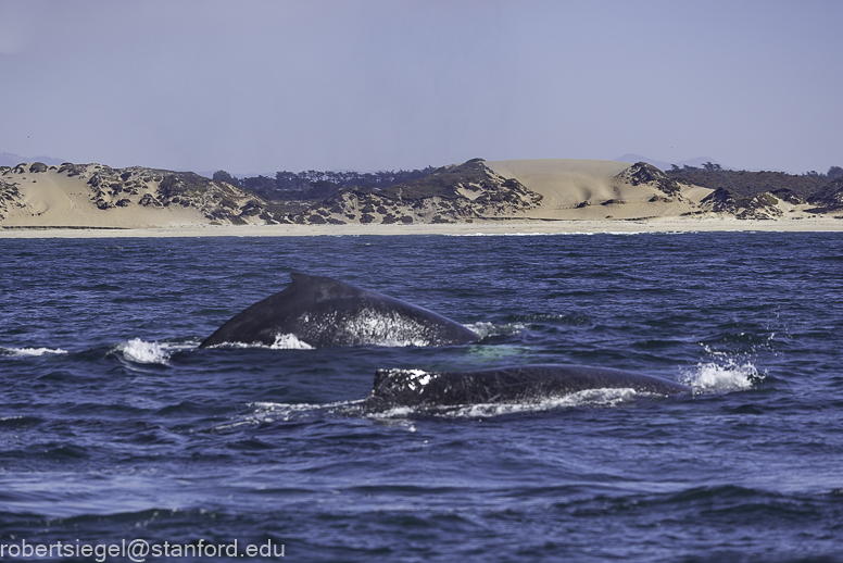 Monterey Bay whale watching